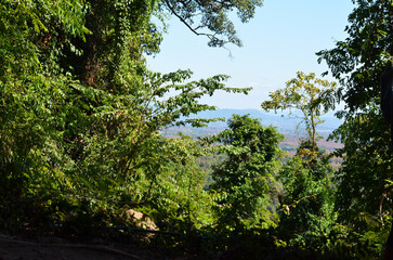 Obraz premium tree in the forest