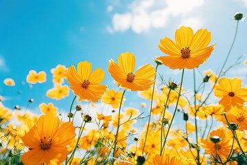Bright yellow cosmos flower blossoms under sunny blue Generative AI - obrazy, fototapety, plakaty