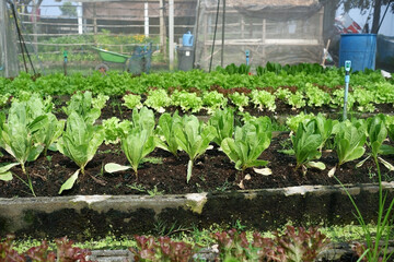 Salad trees and vegetables grown in greenhouses.