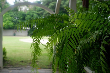 The fern in the green pot is growing.