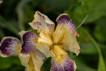 yellow and purple iris