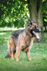 German shepherd dog stands on the grass in the park
