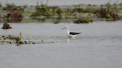 Tiruchirapalli,Tamilnadu, india-june 21 2023 Black Winged Stilt Bird on the lake waiting for fish 