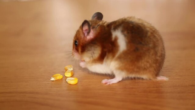 The golden hamster holds grains in his hands. A hungry hamster collects food in his cheeks. The voracious rodent is making food supplies. The life of pets