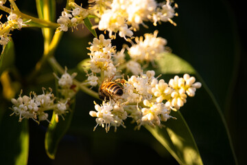 Wildbiene an blühendem glänzendem Liguster