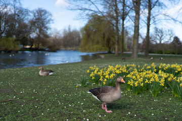 Lake in London