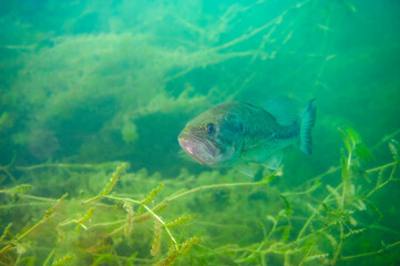 Fototapeta premium Largemouth bass swimming in a Michigan inland lake