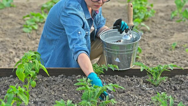Woman gardener fertilizing with complex fertilizers plants of tomatoes, peppers
