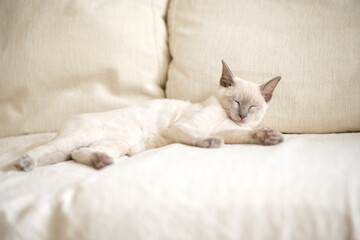 a light beige kitten of the Abyssinian breed is sleeping on the sofa. Portrait of a cat