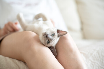 a light beige Abyssinian kitten lies on the owner's lap and looks at the camera. Portrait of a cat