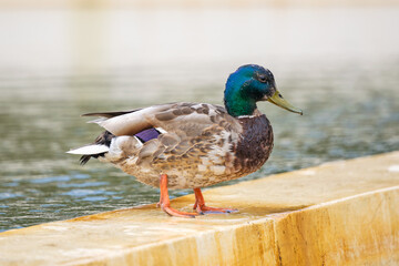 Bird duck drake beautifully stands near the water