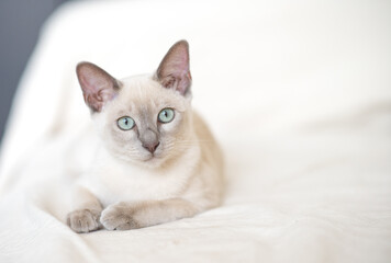 a light beige Abyssinian kitten lies on the sofa and looks at the camera. Portrait of a cat