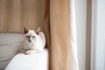 a light beige Abyssinian kitten lies on the sofa and looks at the camera. Portrait of a cat