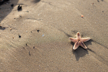 small starfish lying on the beach