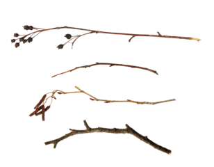 Set of dry twigs isolated on white or transparent background