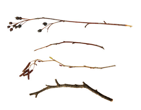 Set of dry twigs isolated on white or transparent background