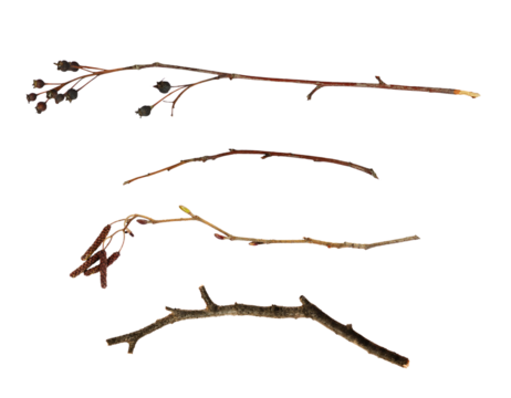 Set of dry twigs isolated on white or transparent background