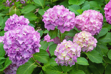 Pink flowers of hydrangea ( Hydrangea macrophylla ) in garden