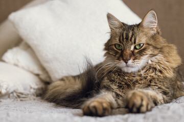 Portrait of adorable serious tabby cat relaxing on blanket and pillows. Cute cat lying on bed in stylish modern room. Pet and cozy home. Mixed breed Maine Coon looking at camera