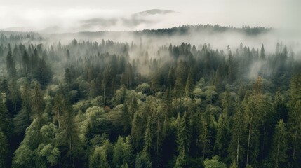 Panoramic view of forest with morning fog, aerial spaces. Generative AI