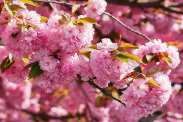 cherry blossom in front of a green grass background. spring garden background