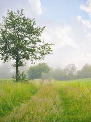 foggy countryside scenery at sunrise. trees and grassy meadow im nornig mist. mysterious cloudy weather