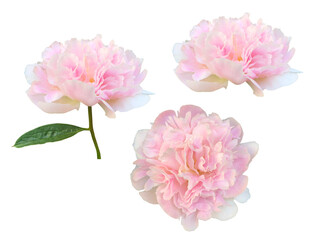 ピンク色のシャクヤクの花