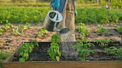 Woman is watering garden bed with young plants, tomatoes, peppers