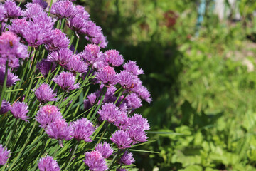 honey plant Chives in garden on a sunny day, scientific name Allium schoenoprasum, is a species of flowering plant in the family Amaryllidaceae. 