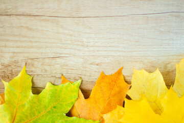Background of many yellow maple leaves with space for text on a wooden background. Autumn Leaf Background