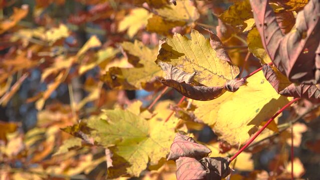 Yellow leaves of a tree in sunshine in fall - closeup