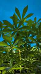 Cassava leaves against blue sky