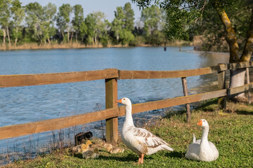 A gaggle of geese walking near to the Tychero Lake in Soufli region Evros Greece