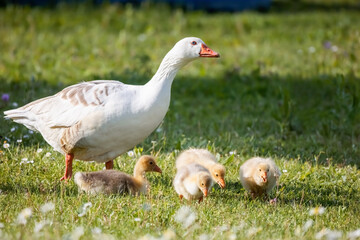 A gaggle of young geese walking near to the lake on the green grass, geese family