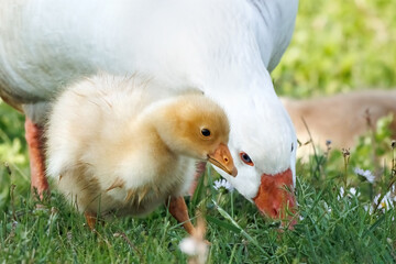 A young goose and his mother grazing on green grass, close up portrait, summer period