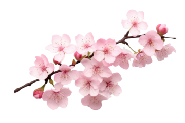 Beautiful sakura flowers isolated on white