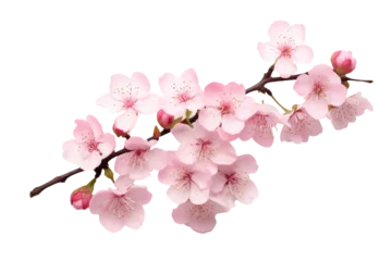 Rolgordijnen Beautiful sakura flowers isolated on white © Tidarat