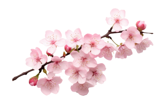 Beautiful sakura flowers isolated on white