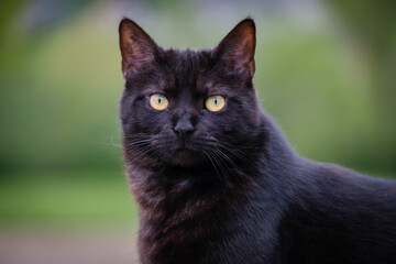 Domestic black cat in the grass