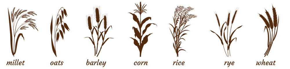 Sprigs of cereal plants on white. Silhouette of bunch of millet, barley and wheat. Oatmeal and rice stalk icon. Elements for the design of packaging of cereals - obrazy, fototapety, plakaty
