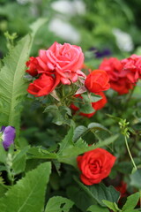 red roses in the garden