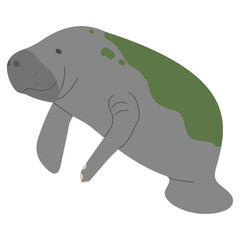 Manatee Single 1 PNG