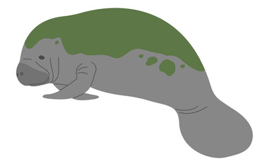 Manatee Single 18 PNG