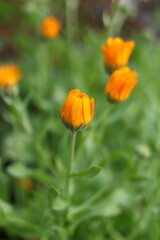 orange flowers in the garden in summer