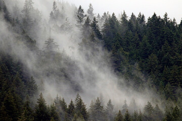 le brouillard se lève sur la forêt de conifères