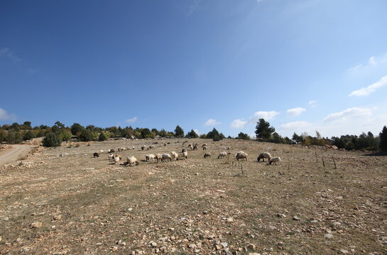 sheep are grazing on Turkish mountain