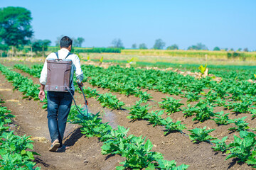 indian farmer is spraying organic fertilizer at brinjal field.