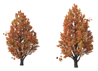 beautiful trees in autumn