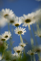 Sunlit Daisies Against a Clear Blue Sky