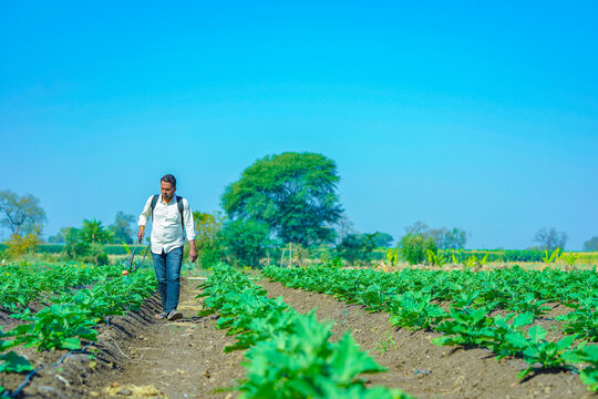 indian farmer is spraying organic fertilizer at brinjal field. - Powered by Adobe